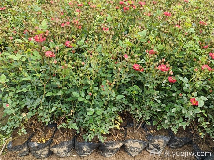 紅寶石月季(微型)(圖4)