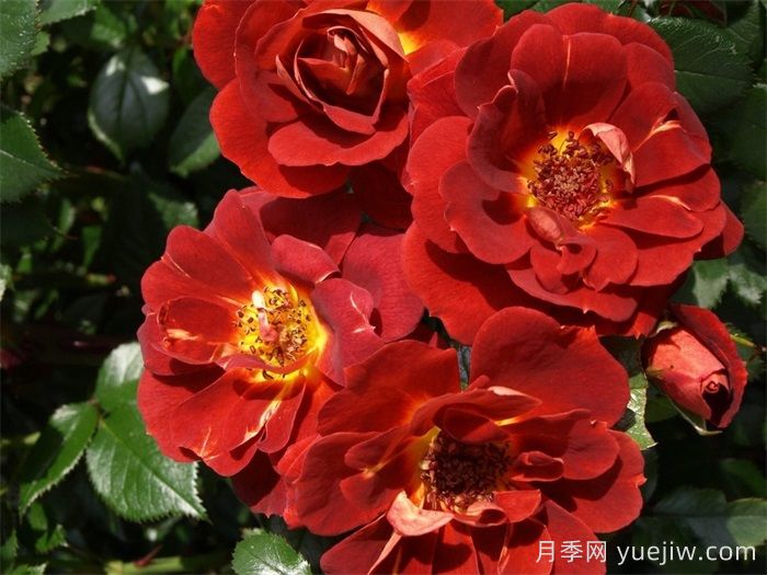 巧克力盒月季(圖1)