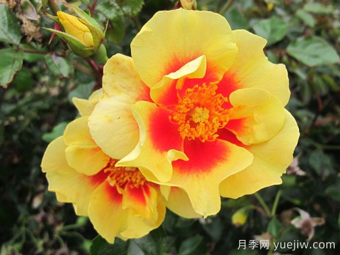 老虎眼睛月季/老虎之眼/虎之眼(圖2)