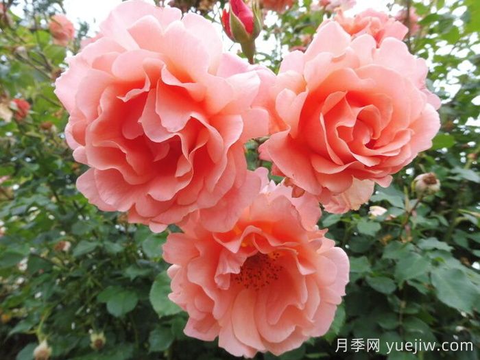 落日華光月季/阿里巴巴月季(圖2)