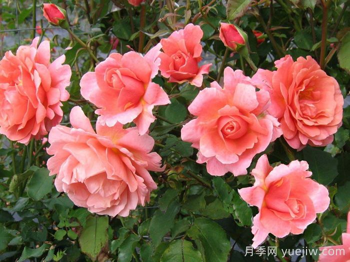 落日華光月季/阿里巴巴月季(圖1)