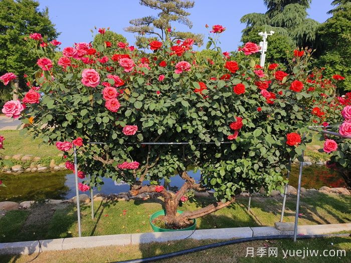 什么是古樹名木？(圖1)
