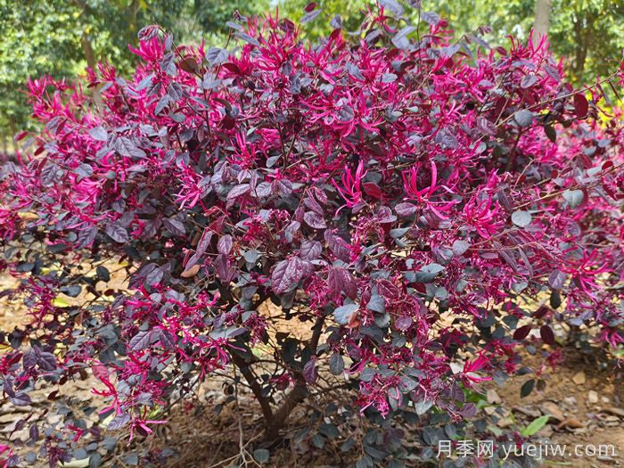 10種富貴長壽的花園植物，花園設(shè)計必備！(圖1)