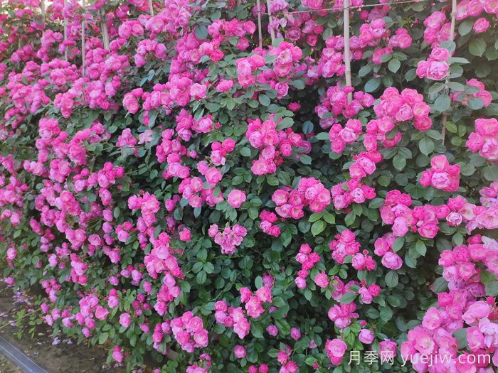 10種富貴長壽的花園植物，花園設(shè)計必備！(圖2)