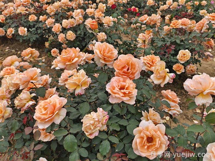 花園設(shè)計(jì)中的十大原則，花園要美還要實(shí)用！(圖1)