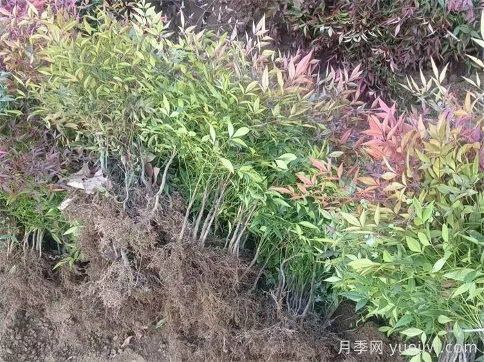 植物百科：南天竹(圖1)