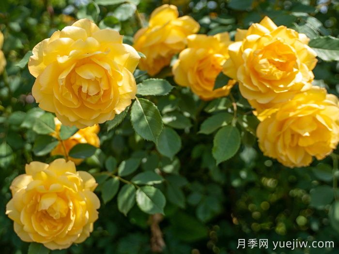 傾慕月季(圖4)