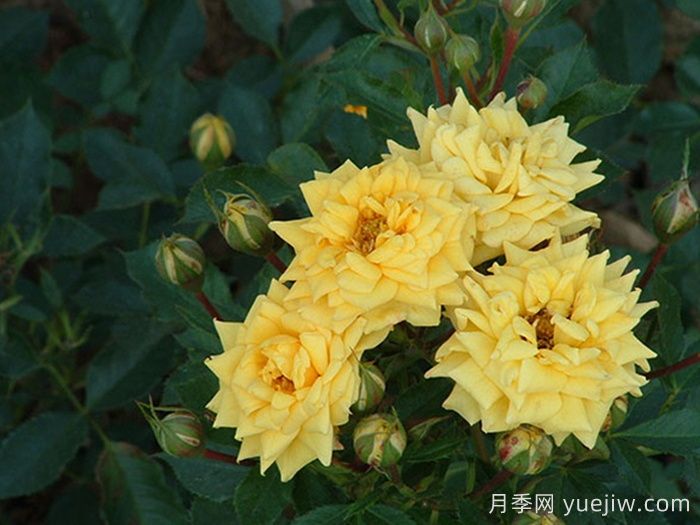 金色陽光月季(圖1)