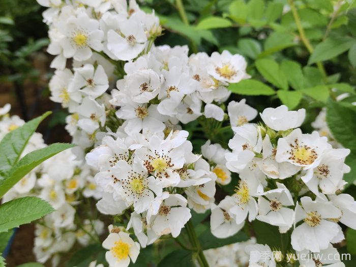 薔薇有什么作用，和月季有什么區(qū)別？(圖2)