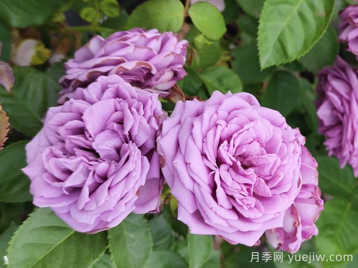 春天如何選購好花卉？選購春季花卉技巧有哪些？(圖1)