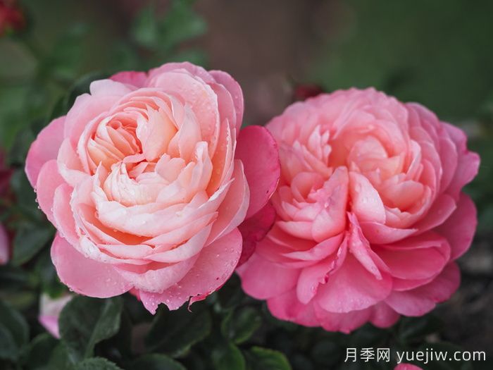 彩筆浪漫月季/大衛(wèi)霍克尼月季(圖1)