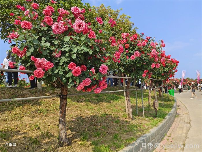 苗木栽植過深的原因、影響及解決思路(圖1)