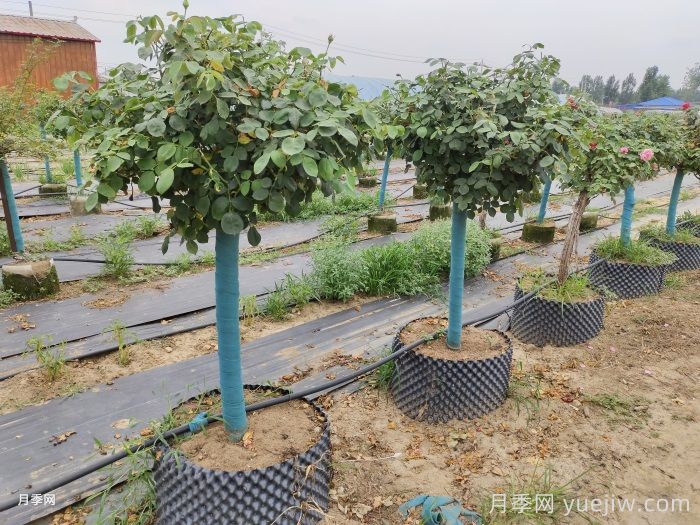 園林綠化苗木修剪常見(jiàn)的誤區(qū)(圖1)