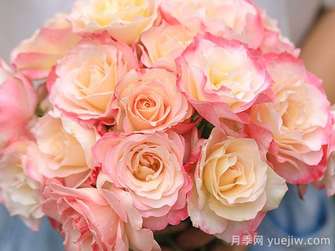 河本純子天使系列月季，顏值擔(dān)當(dāng)溫柔靈動(dòng)(圖4)