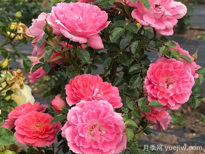 向前向上月季(圖1)