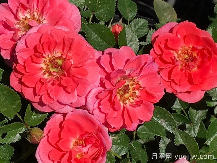向前向上月季(圖2)