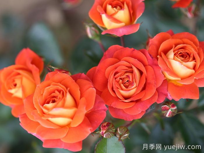 我的孩子月季(圖1)