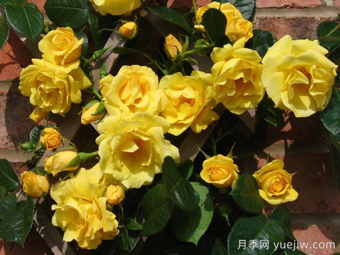 園丁榮耀月季(圖2)