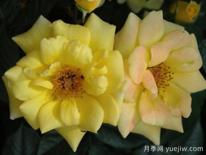 勞拉福特月季/諾曼底(圖3)