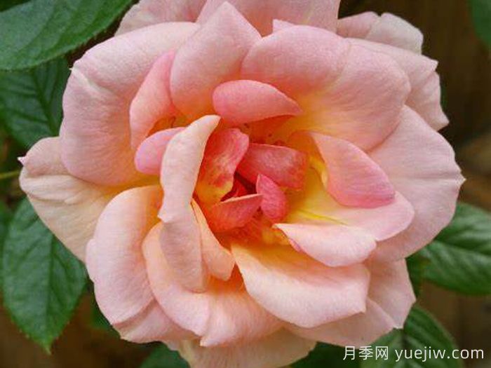 夜燈月季/晚光月季(圖1)