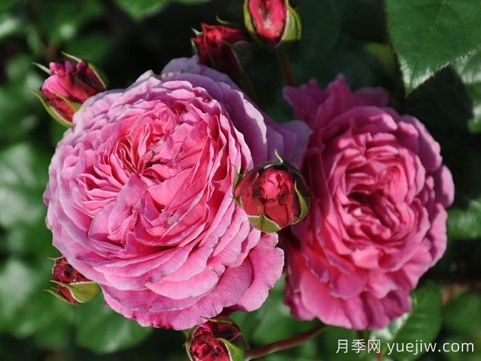 日本河本純子培育有哪些月季品種？(圖1)