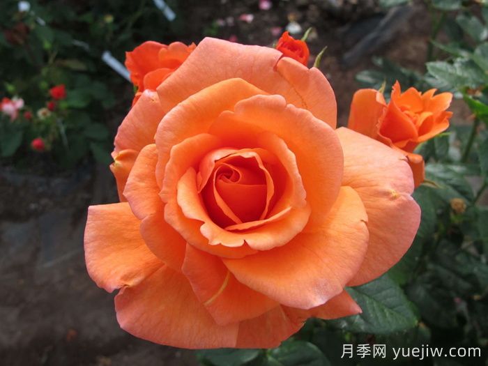 英國(guó)皇家園藝學(xué)會(huì)(RHS ROTY)年度月季品種介紹(圖4)