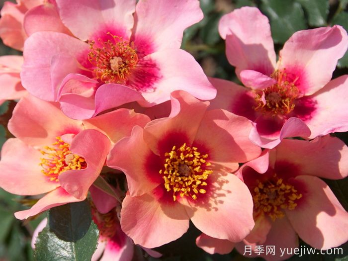 英國(guó)皇家園藝學(xué)會(huì)(RHS ROTY)年度月季品種介紹(圖5)