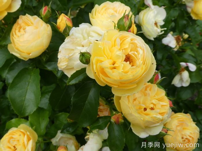 英國(guó)皇家園藝學(xué)會(huì)(RHS ROTY)年度月季品種介紹(圖1)