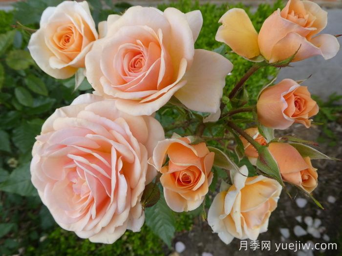 英國(guó)皇家園藝學(xué)會(huì)(RHS ROTY)年度月季品種介紹(圖2)