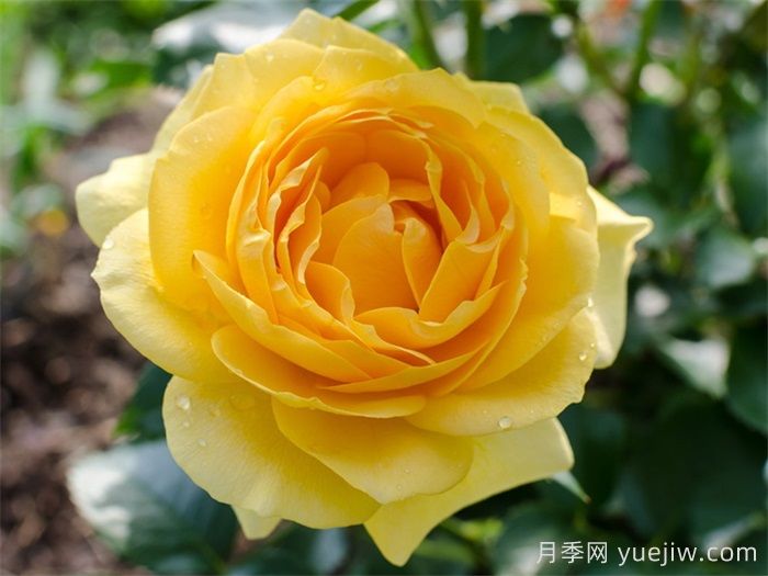 英國(guó)皇家園藝學(xué)會(huì)(RHS ROTY)年度月季品種介紹(圖7)