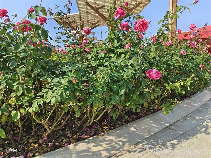 怎樣判斷月季花需要澆水？(圖1)