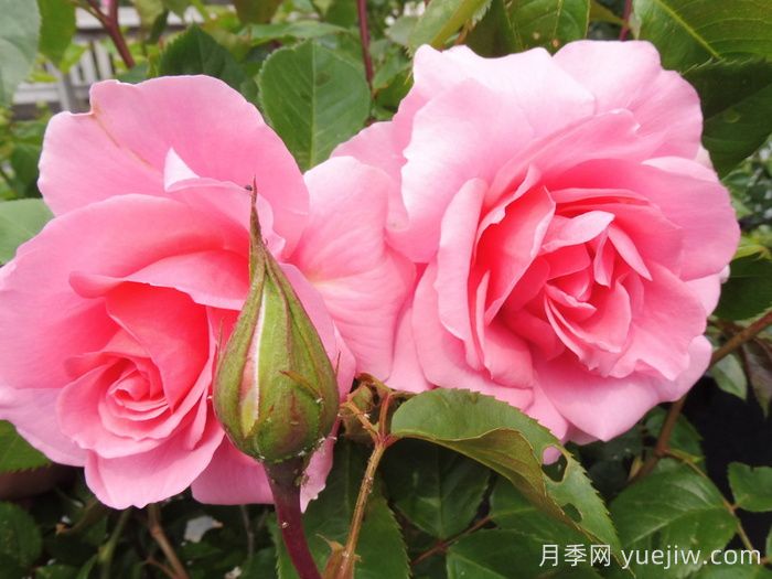 英國(guó)皇家園藝學(xué)會(huì)(RHS ROTY)年度月季品種介紹(圖6)