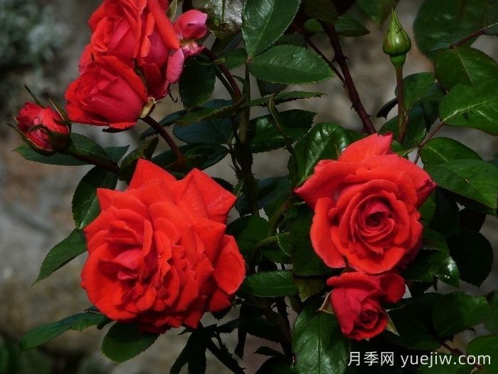 美茵塔月季(圖2)