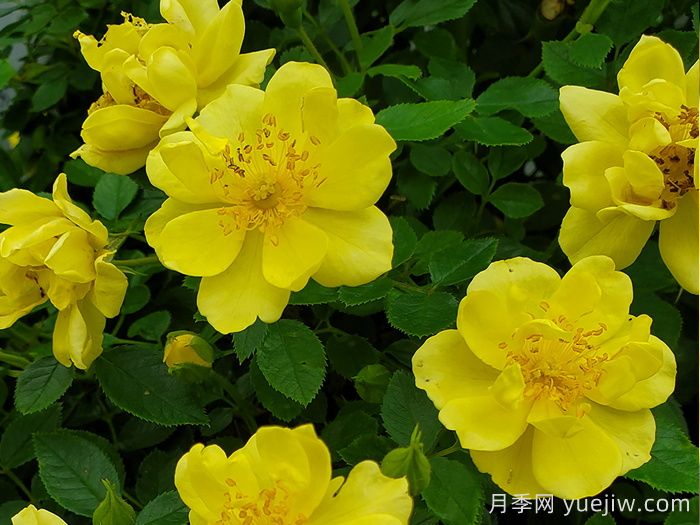 奧索易檸檬熱情/檸檬樂(lè)趣(圖2)