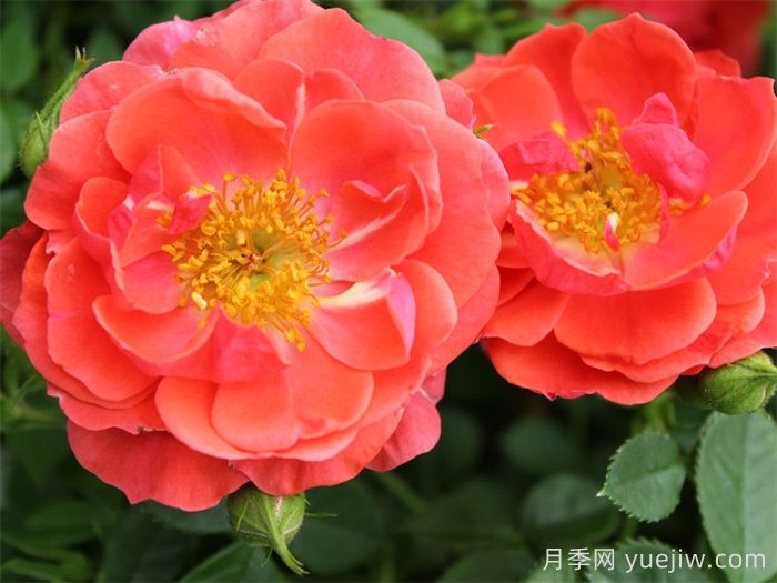 奧索易芒果醬月季苗(圖1)