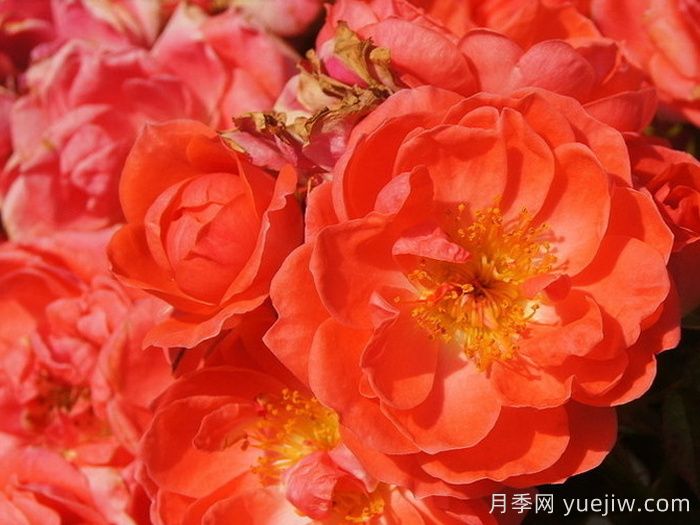 奧索易芒果醬月季苗(圖2)