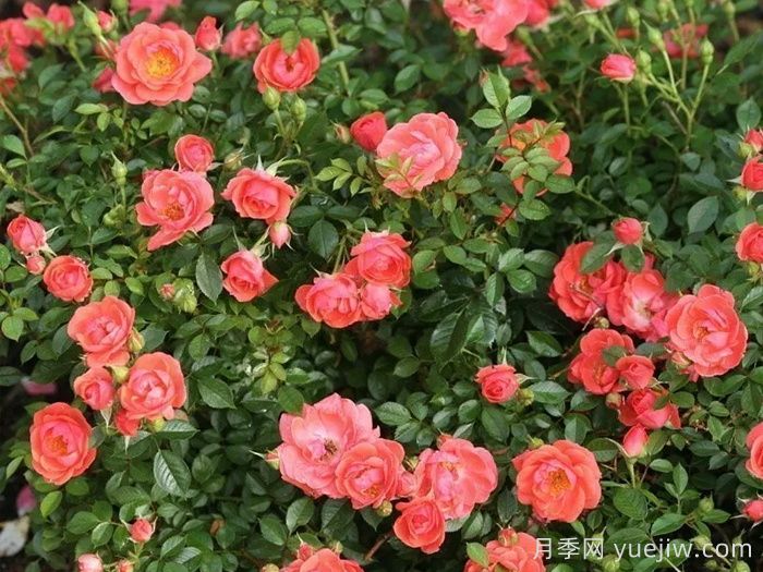 奧索易芒果醬月季苗(圖3)