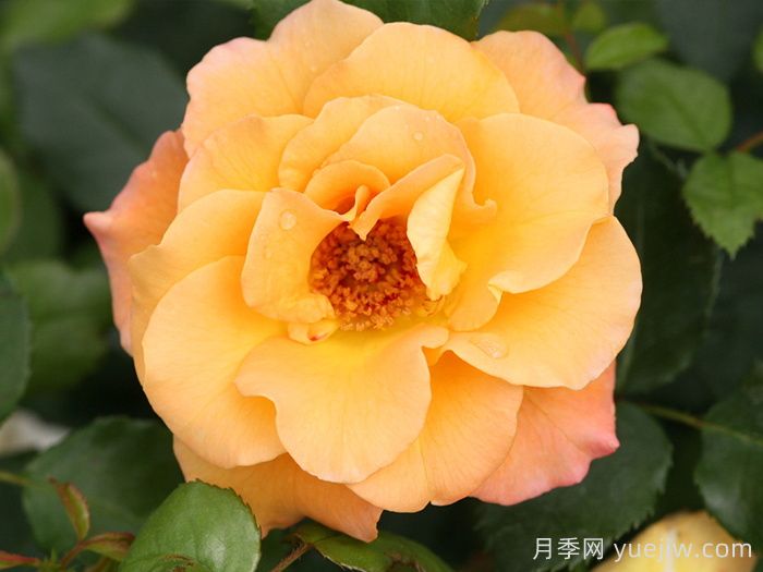奧索易小姐月季(圖1)