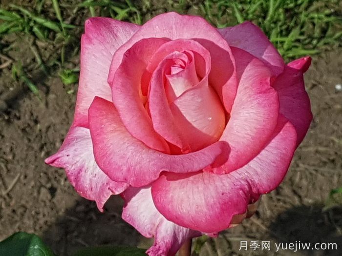 光線雷月季(圖2)