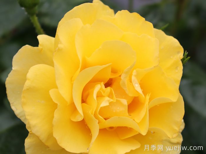 懷舊黃色月季(圖2)