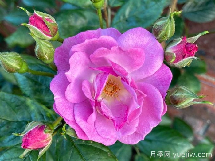 丁香花束月季/丁香日/丁香崛起(圖2)