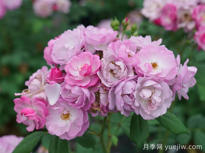 丁香花束月季/丁香日/丁香崛起(圖3)