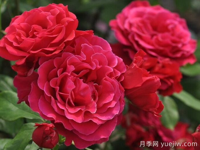  河本純子的天使系列月季到底一共有幾種？(圖2)
