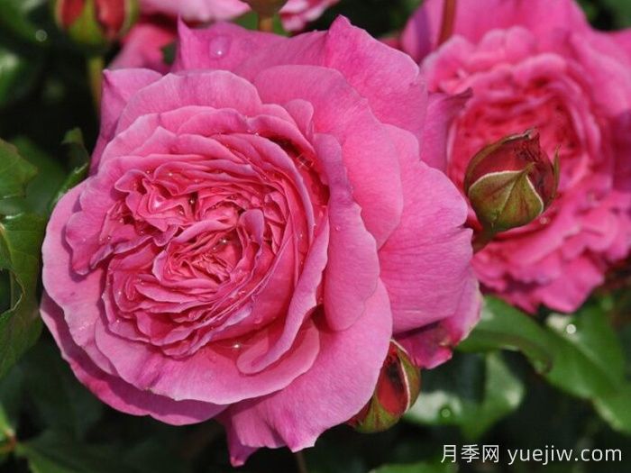 月季推薦，神仆天使阿比迪月季?(圖1)