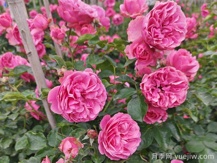 月季百科：粉色達(dá)芬奇月季(圖1)