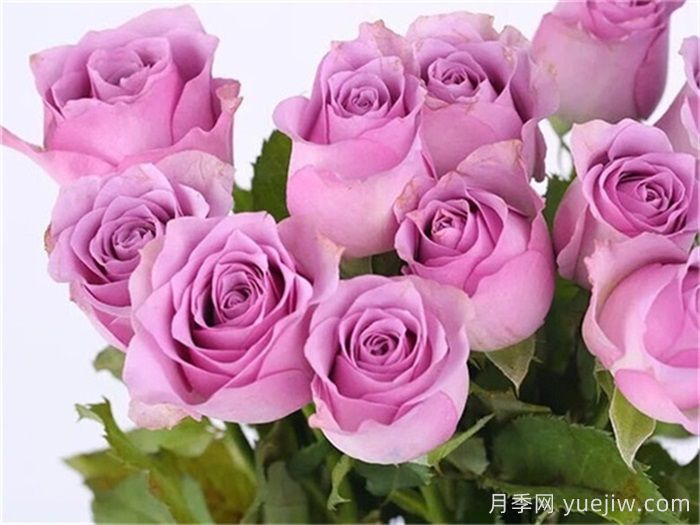 月季百科：紫霞仙子月季(圖1)
