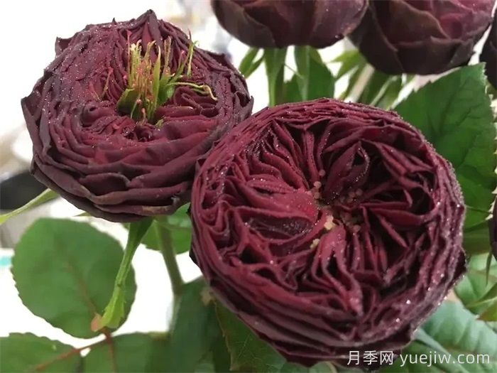 盛大慶典月季/千禧年月季(圖2)