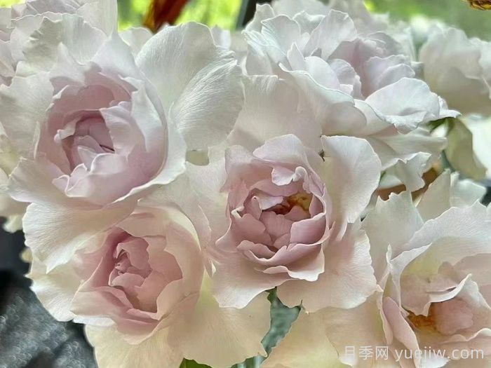 莎菲天使月季(圖2)
