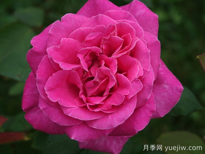 月季推薦，淑女月季(圖1)