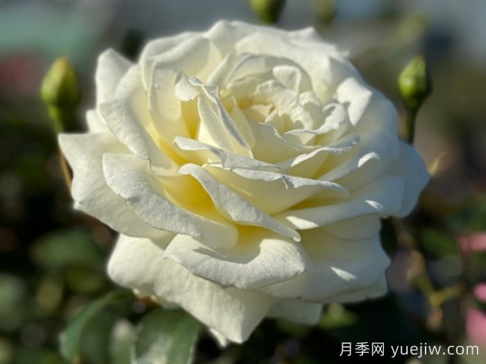 月季推薦，銀婚慶典月季(圖1)